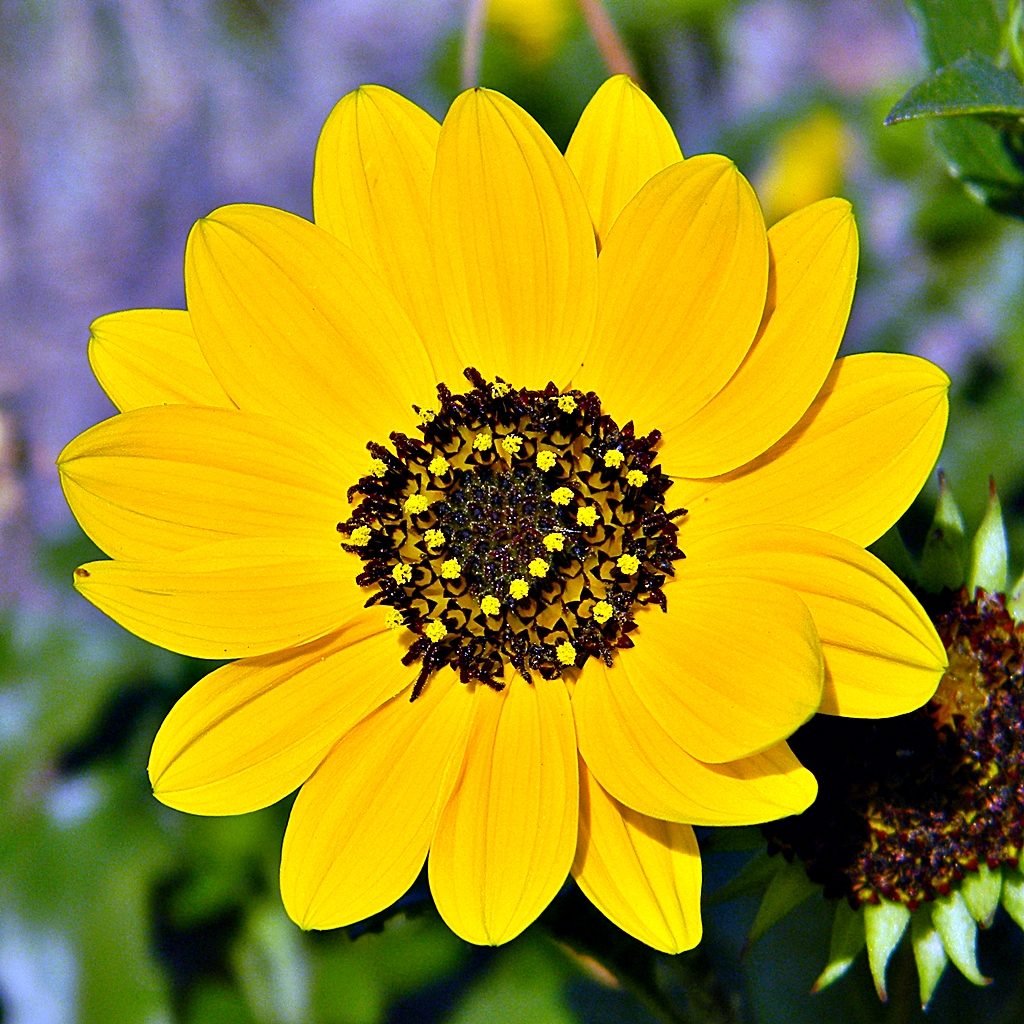 beach sunflower large